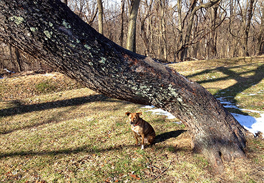 Tree risk Tree risk