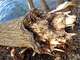 tree failure tree failure
