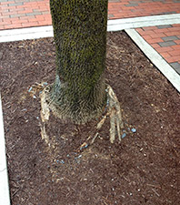 girdling roots girdling roots